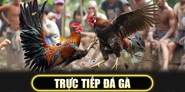 Trực tiếp đá gà