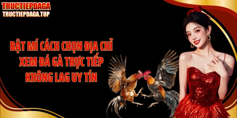 Bật mí cách chọn địa chỉ xem đá gà trực tiếp không lag uy tín