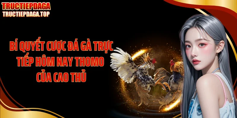 Bí quyết cược đá gà trực tiếp hôm nay Thomo của cao thủ