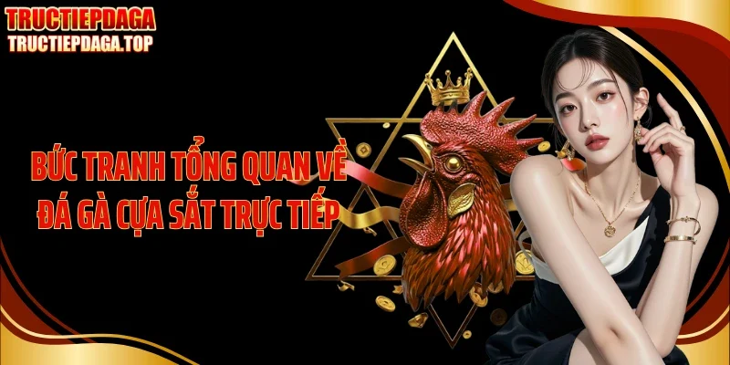 Bức tranh tổng quan về đá gà cựa sắt trực tiếp