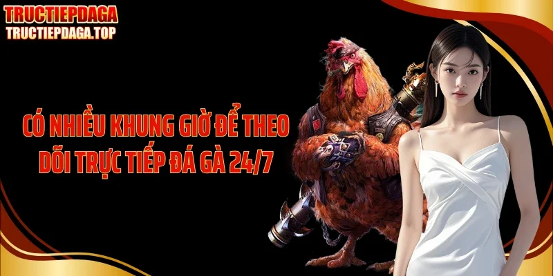Có nhiều khung giờ để theo dõi trực tiếp đá gà 24/7