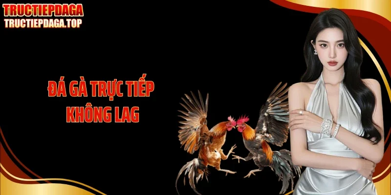 Đá Gà Trực Tiếp Không Lag - Tận Hưởng Sới Đấu Mượt Mà