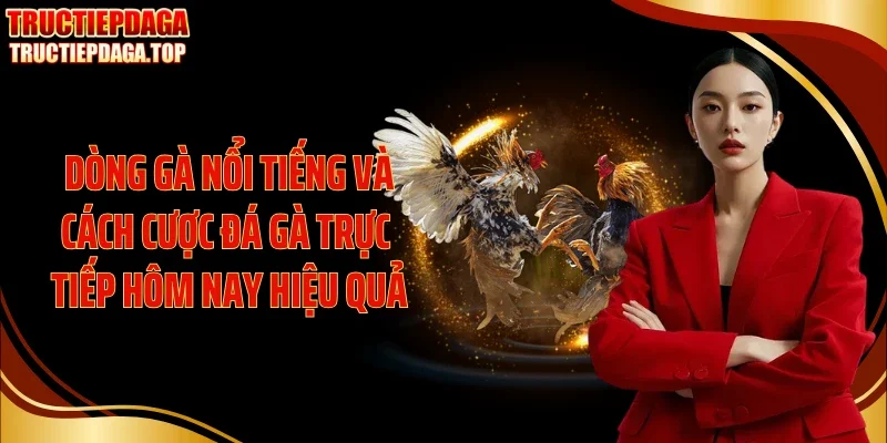 Dòng gà nổi tiếng và cách cược đá gà trực tiếp hôm nay hiệu quả