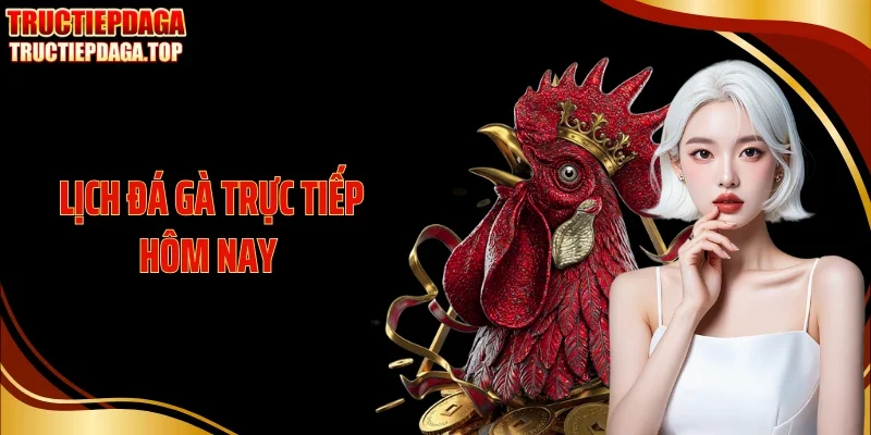 Lịch Đá Gà Trực Tiếp Hôm Nay: Cập Nhật Tức Thời Các Trận Hot