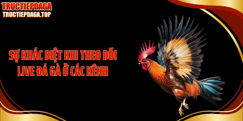 Sự khác biệt khi theo dõi live đá gà ở các kênh