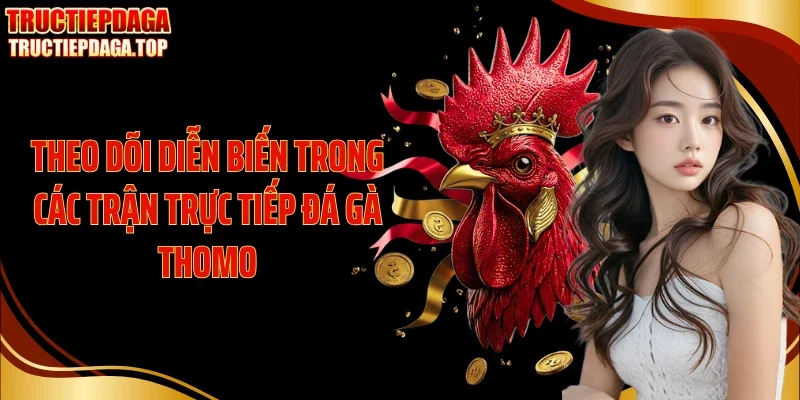 Theo dõi diễn biến trong các trận trực tiếp đá gà Thomo