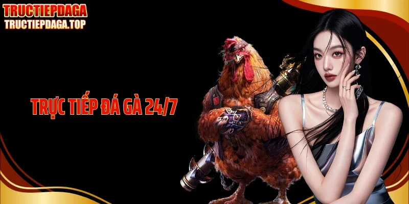 Trực Tiếp Đá Gà 24/7: Xem Mọi Lúc, Bắt Kèo Không Giới Hạn