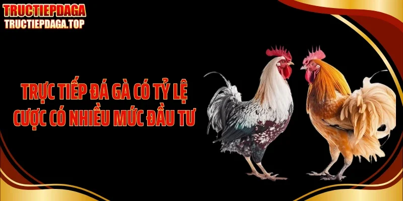 Trực tiếp đá gà có tỷ lệ cược có nhiều mức đầu tư