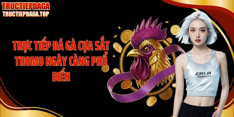 Trực tiếp đá gà cựa sắt Thomo ngày càng phổ biến