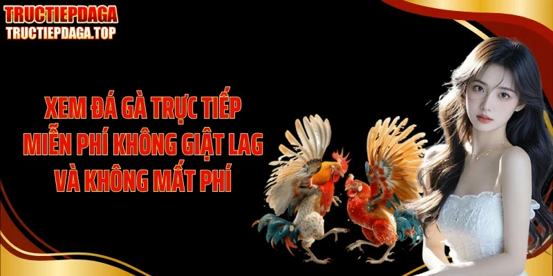 Xem đá gà trực tiếp miễn phí không giật lag và không mất phí