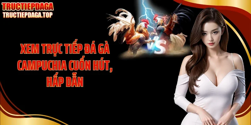 Xem trực tiếp đá gà Campuchia cuốn hút, hấp dẫn