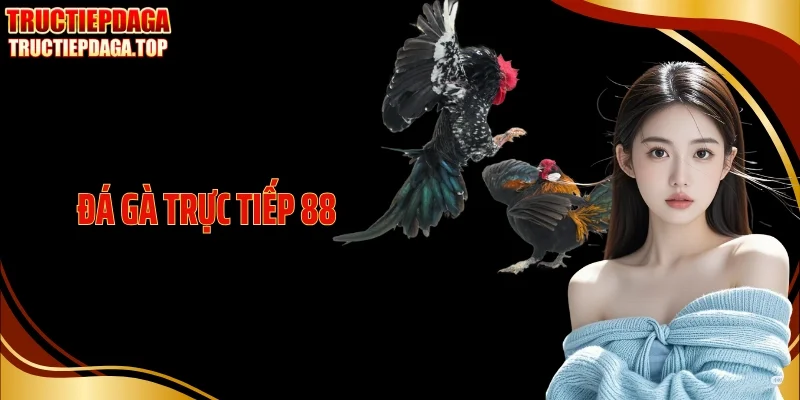 Đá Gà Trực Tiếp 88 - Lý Do Người Xem Chọn Theo Dõi Lâu Dài