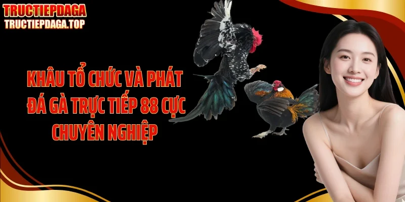 Khâu tổ chức và phát đá gà trực tiếp 88 cực chuyên nghiệp