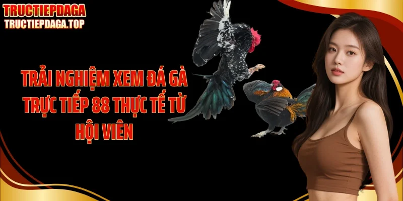 Trải nghiệm xem đá gà trực tiếp 88 thực tế từ hội viên