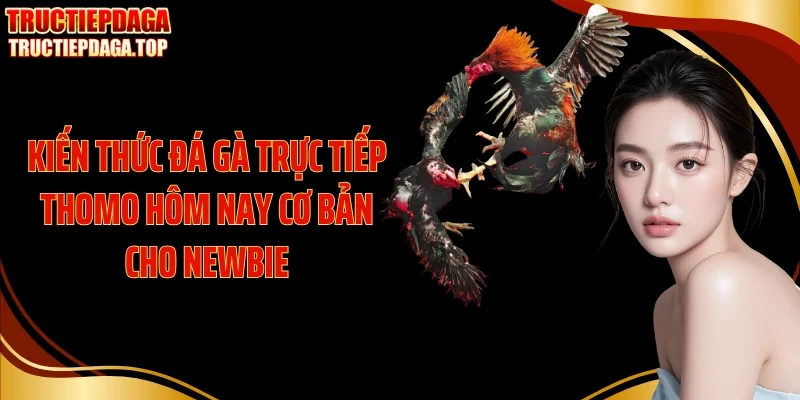Kiến thức đá gà trực tiếp thomo hôm nay cơ bản cho newbie