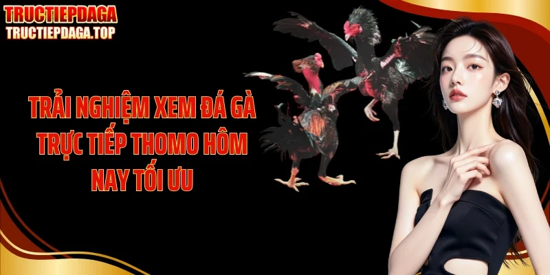Trải nghiệm xem đá gà trực tiếp thomo hôm nay tối ưu